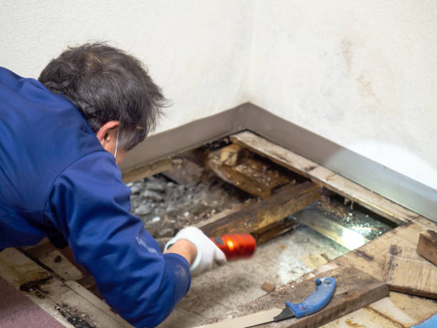 Best Attic Mold Removal  in Sandpoint, ID