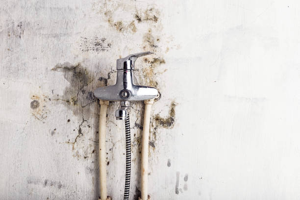 Mold Testing and Removal in Sandpoint, ID
