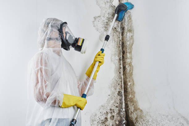 Best Crawl Space Mold Removal  in Sandpoint, ID