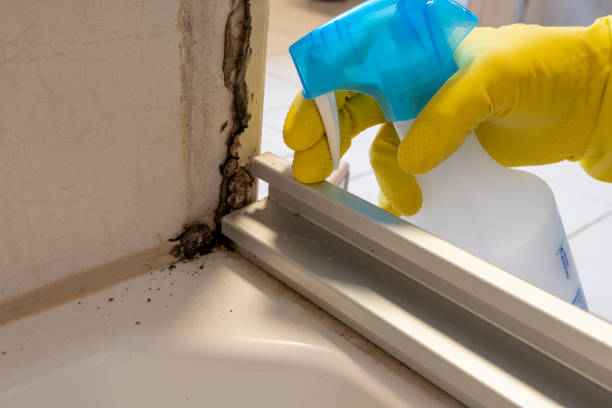 Best Mold Remediation  in Sandpoint, ID