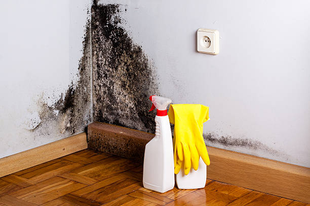 Best Mold Damage Repair  in Sandpoint, ID