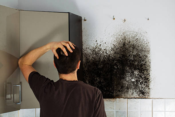 Best Local Mold Removal Service  in Sandpoint, ID