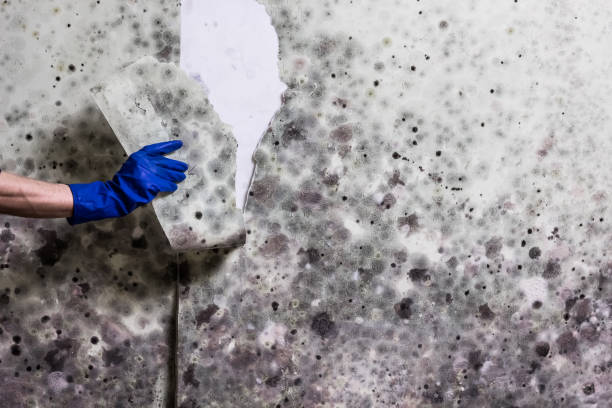 Best Professional Mold Removal  in Sandpoint, ID