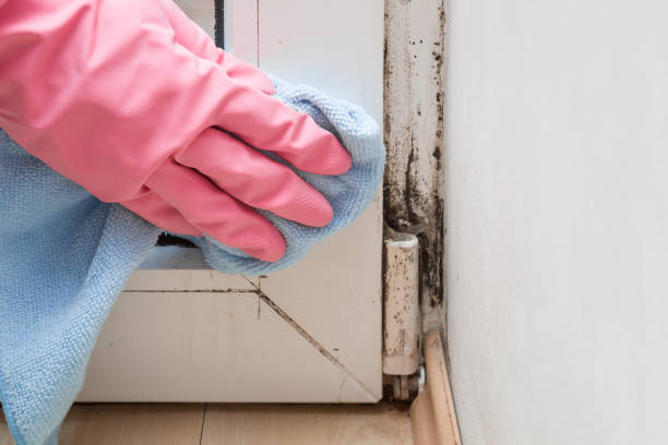 Best Mold Testing and Removal  in Sandpoint, ID