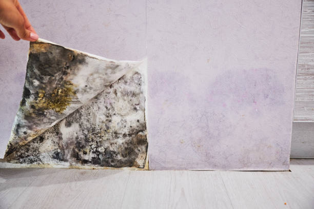 Best Toxic Mold Removal  in Sandpoint, ID